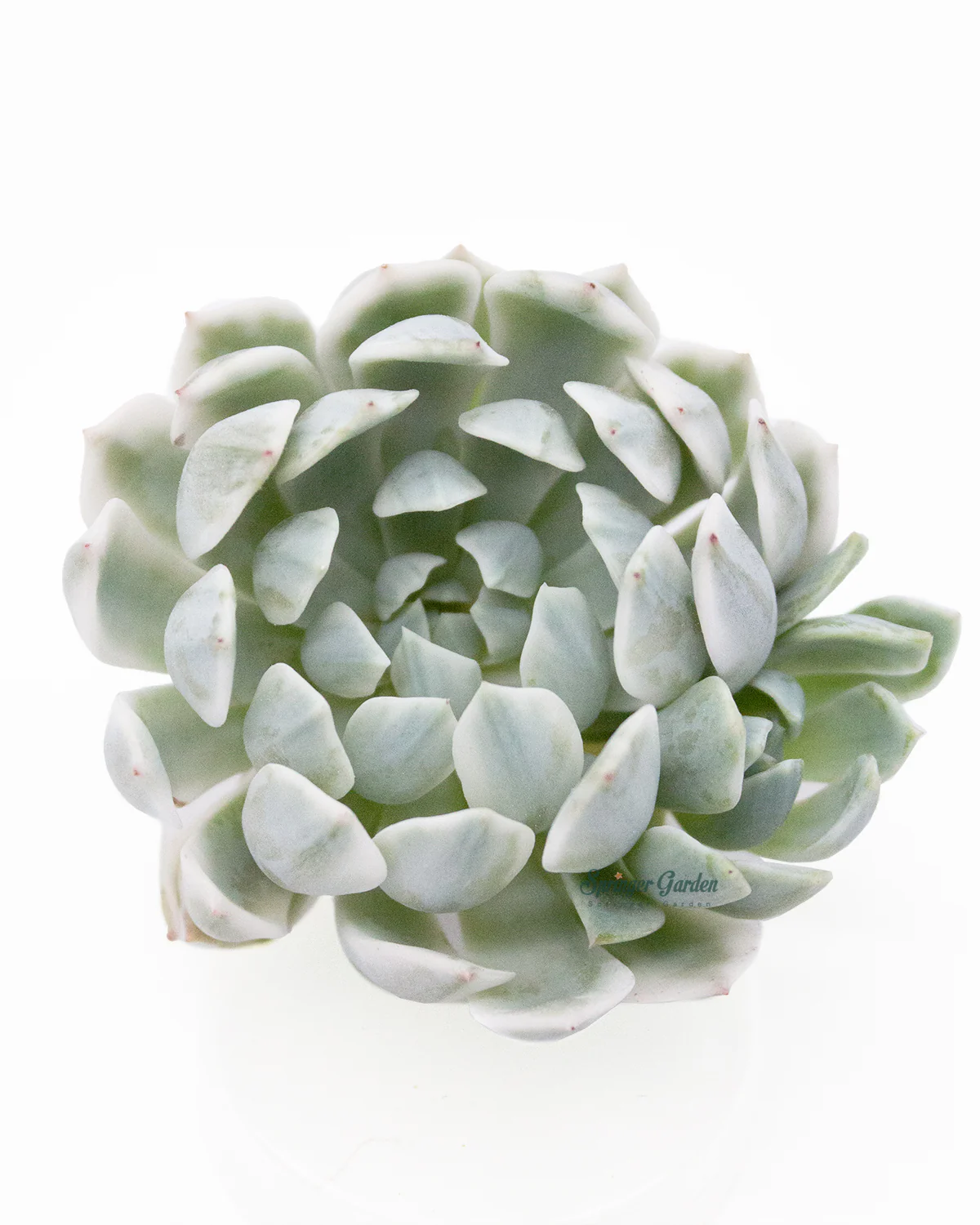Echeveria Royal Chrysanthemum