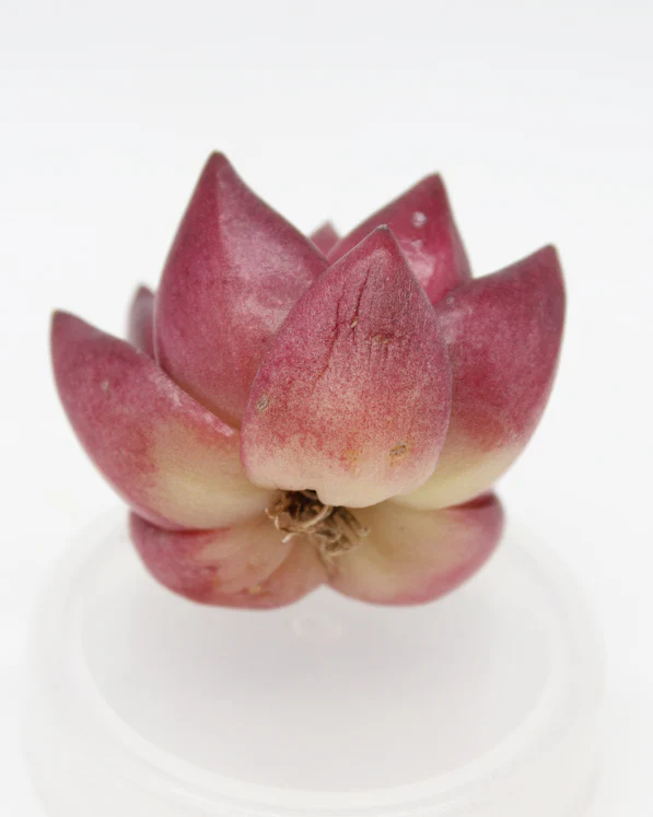 Echeveria Rubin - Image 2