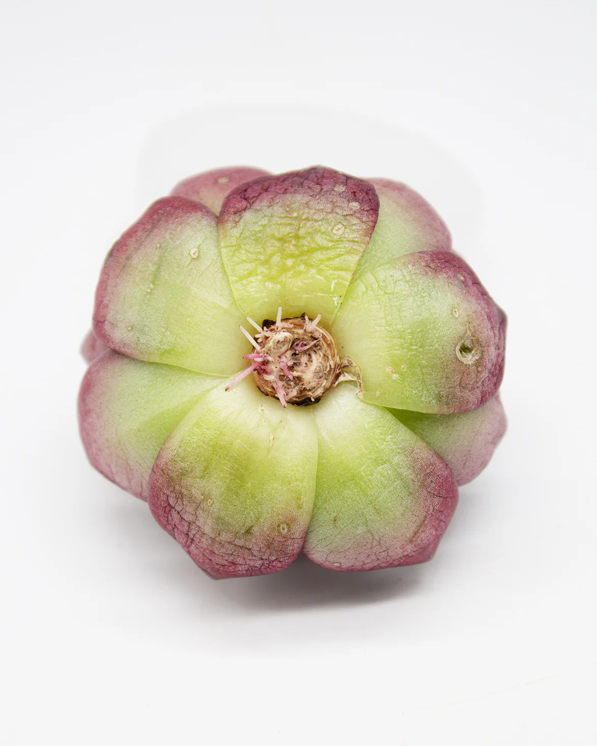 Echeveria Rubin - Image 2