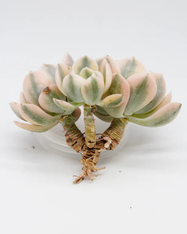 Echeveria Runyonii var. Cluster - Image 2