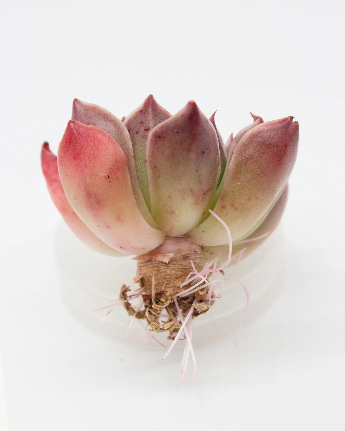 Echeveria Saint Lois - Image 2