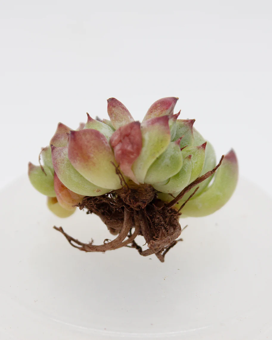 Echeveria Sara Himebotan - Image 2