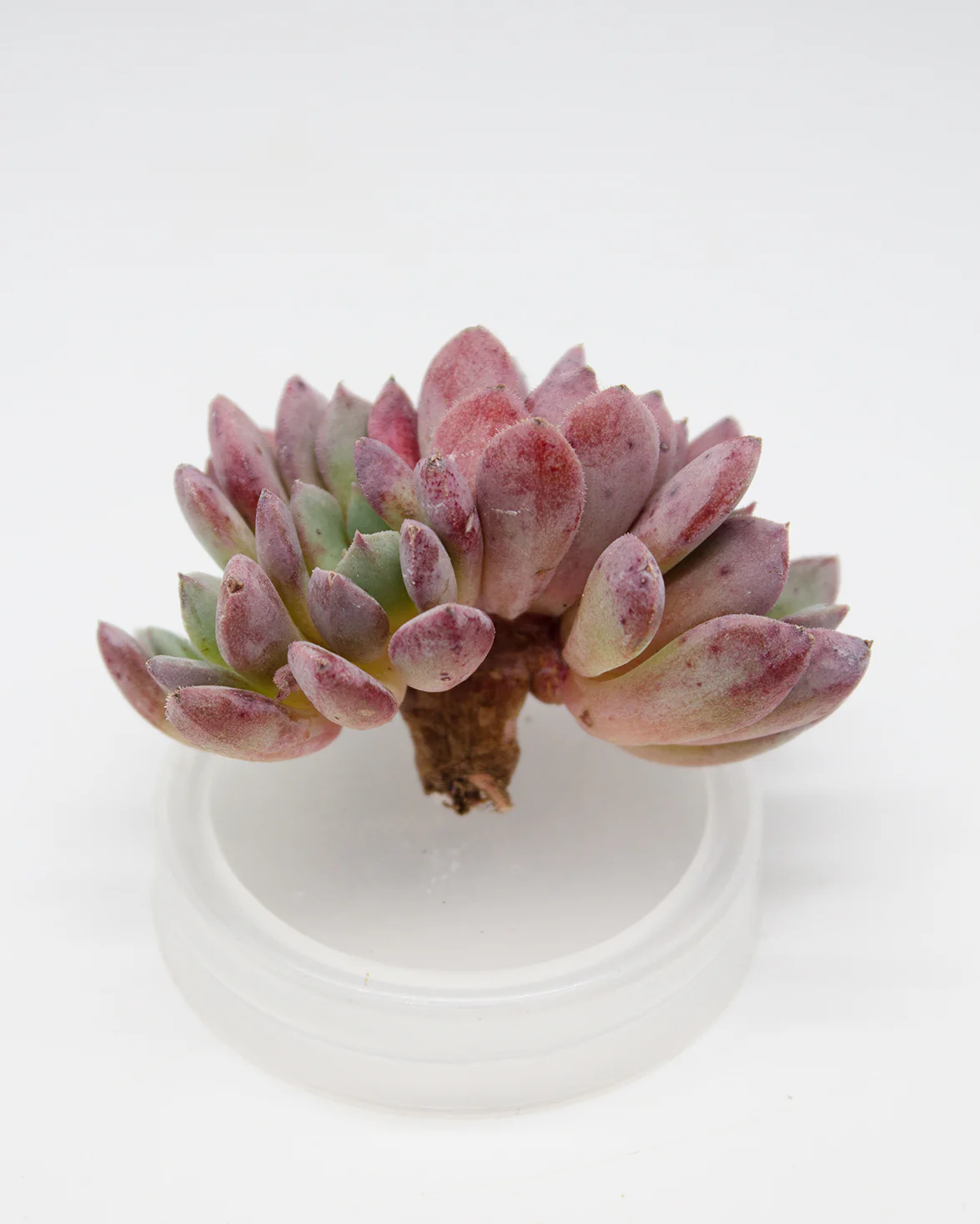 Echeveria Sea Dream - Image 2