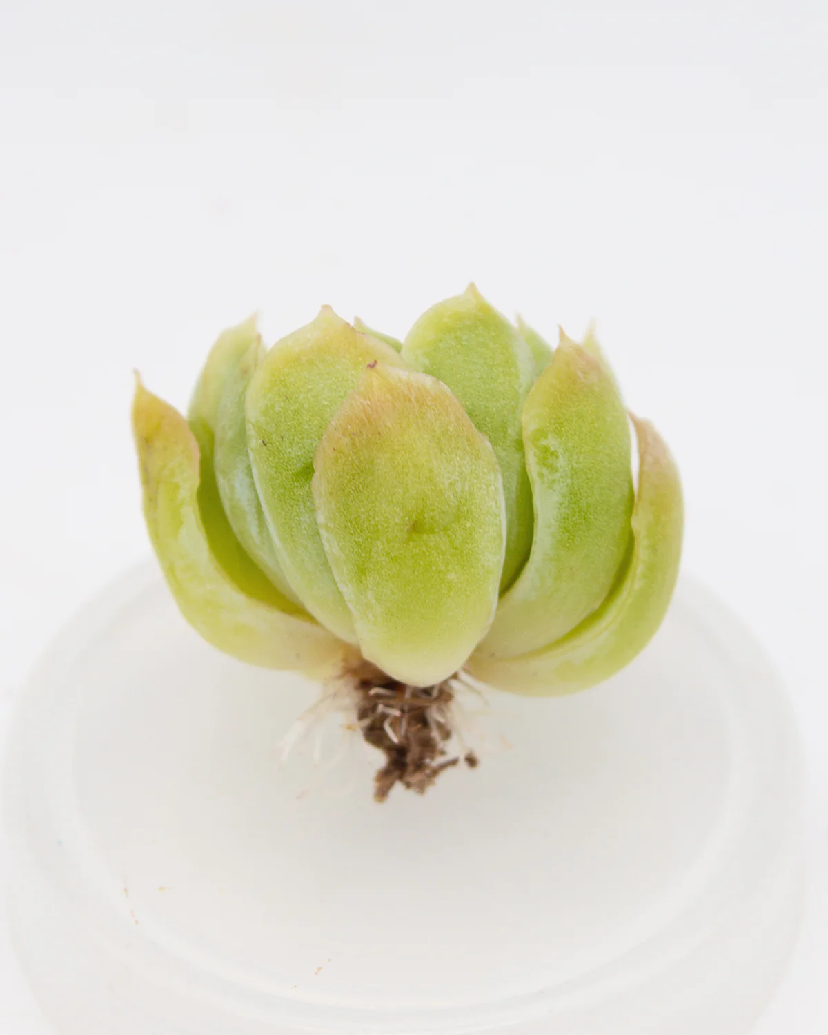 Echeveria Sea Spirit - Image 2