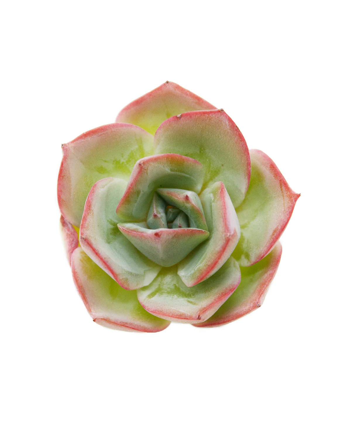 Echeveria Selex