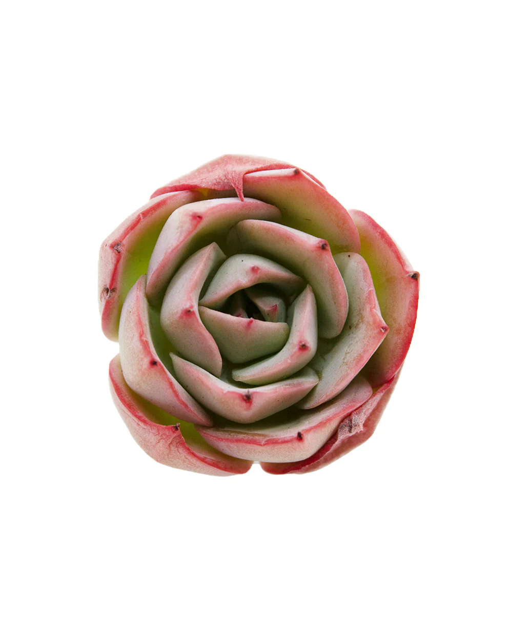 Echeveria Selex - Image 2