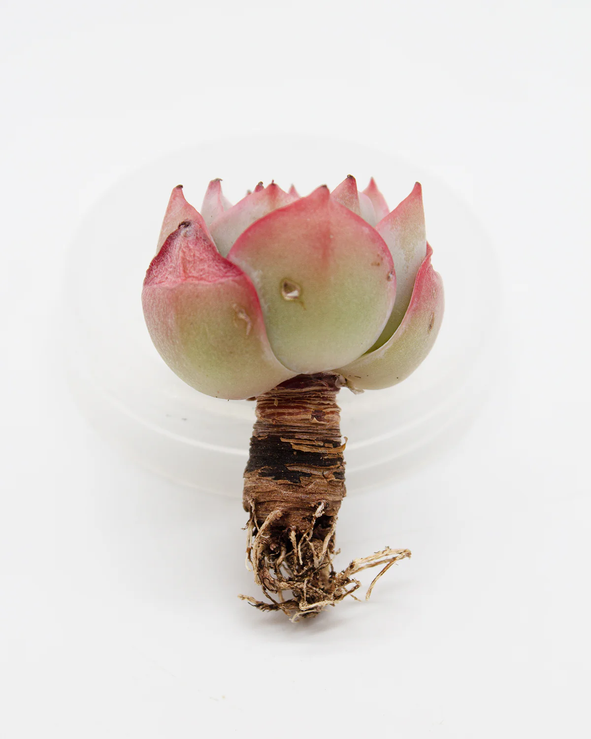 Echeveria Selex - Image 3