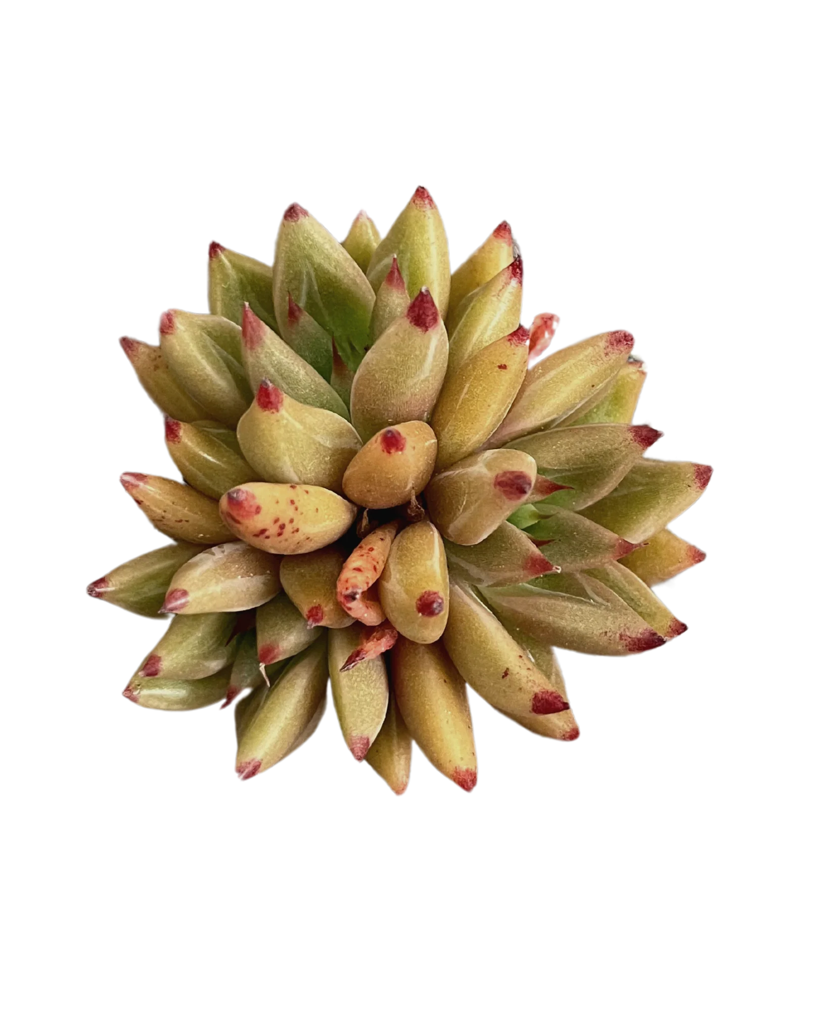 Echeveria Shaikh