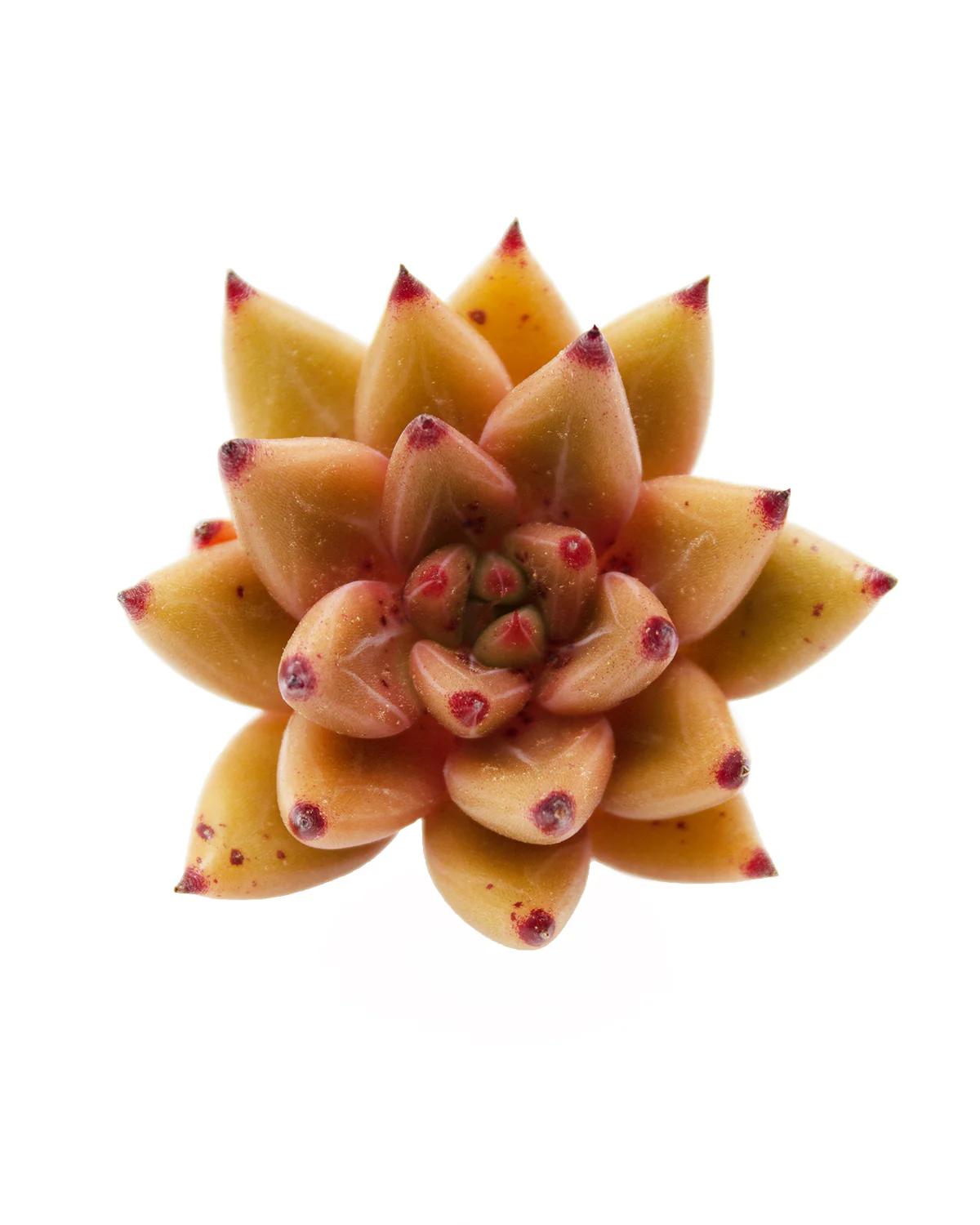 Echeveria Shaikh - Image 3