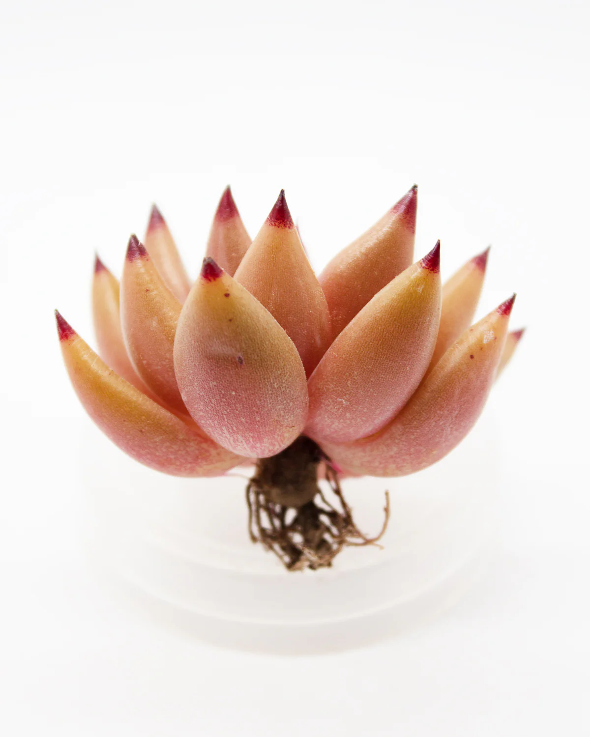 Echeveria Shaikh - Image 4