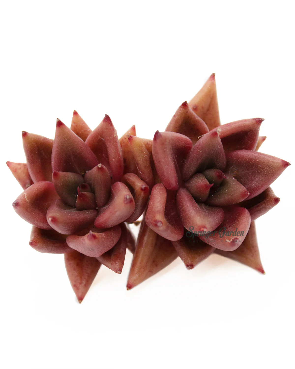 Echeveria Shaikh - Image 5