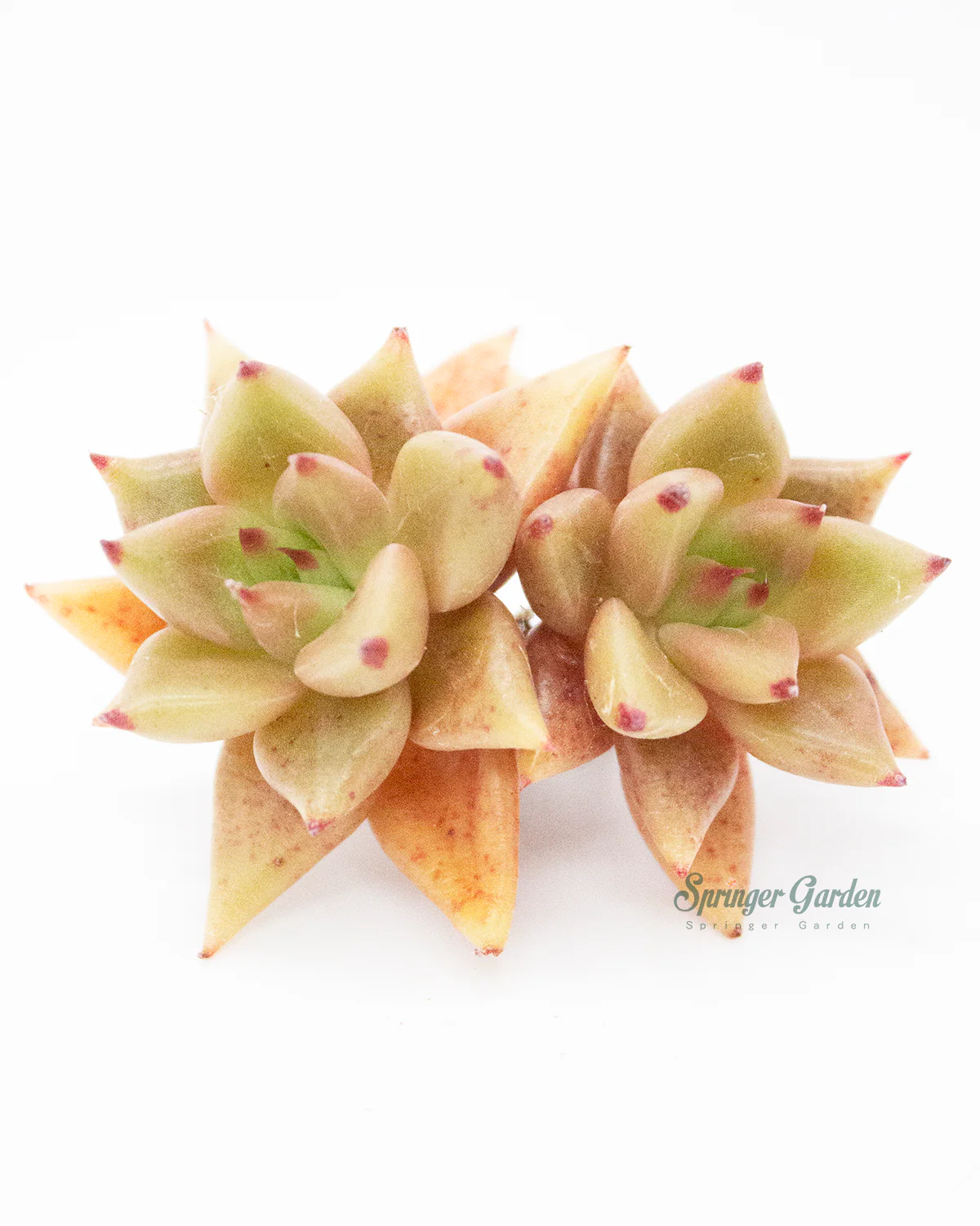 Echeveria Shaikh - Image 6