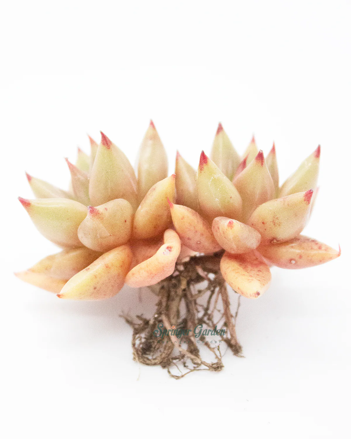 Echeveria Shaikh - Image 7