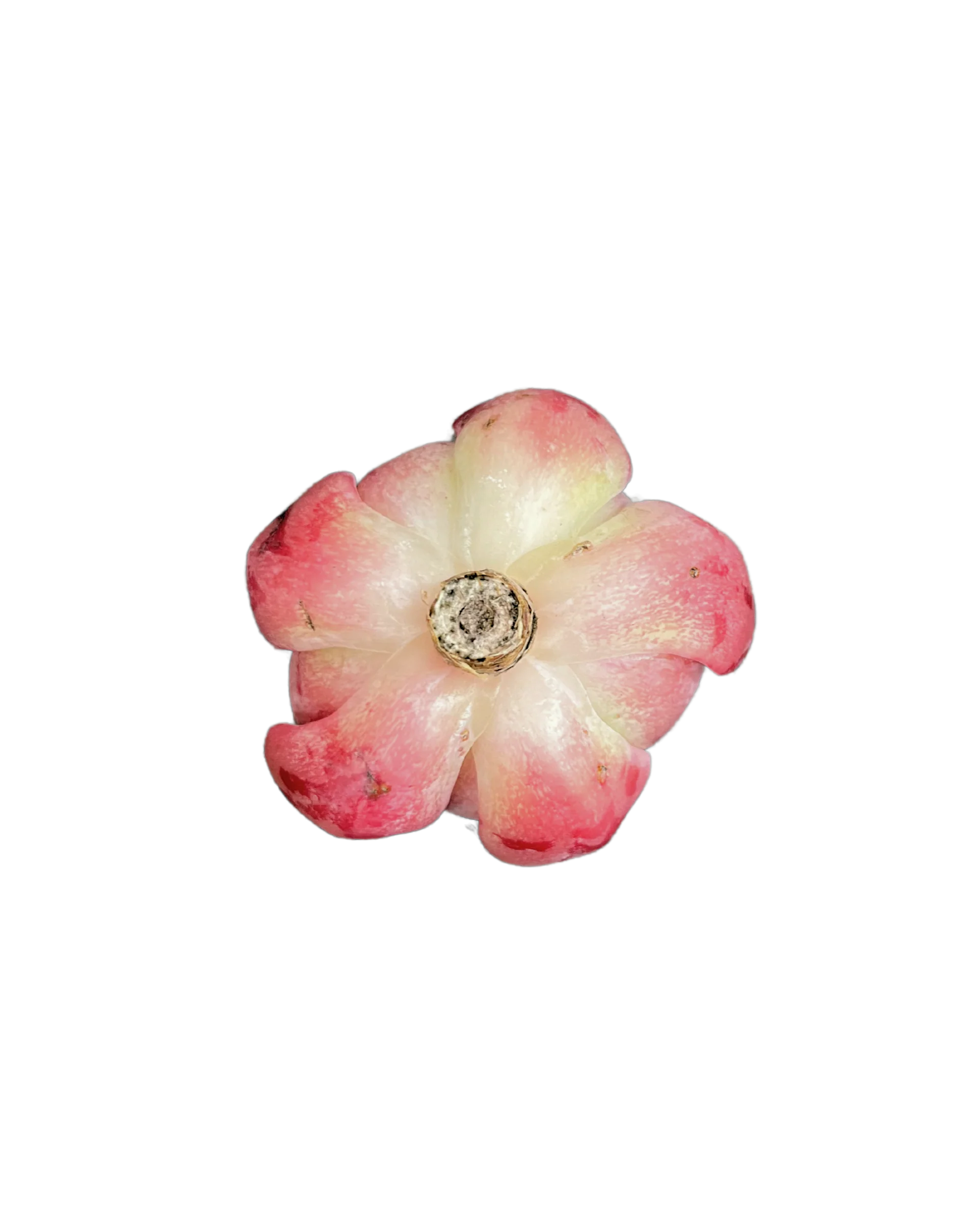Echeveria Salmon - Image 2