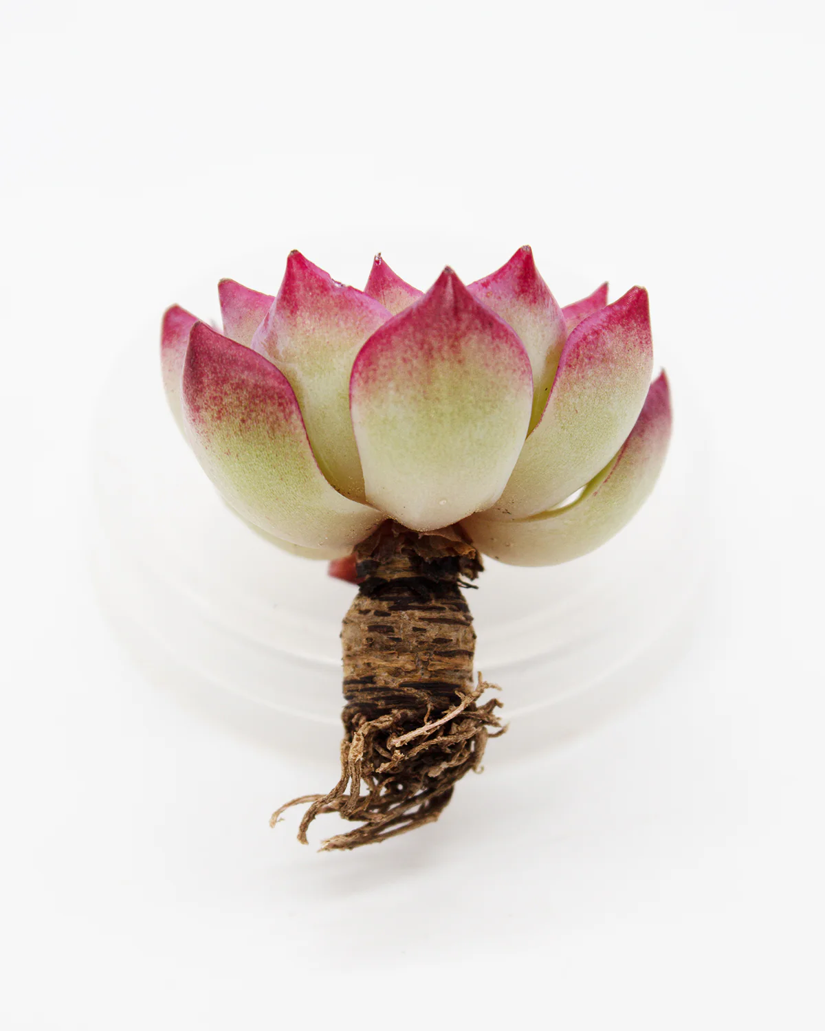 Echeveria Shany - Image 2