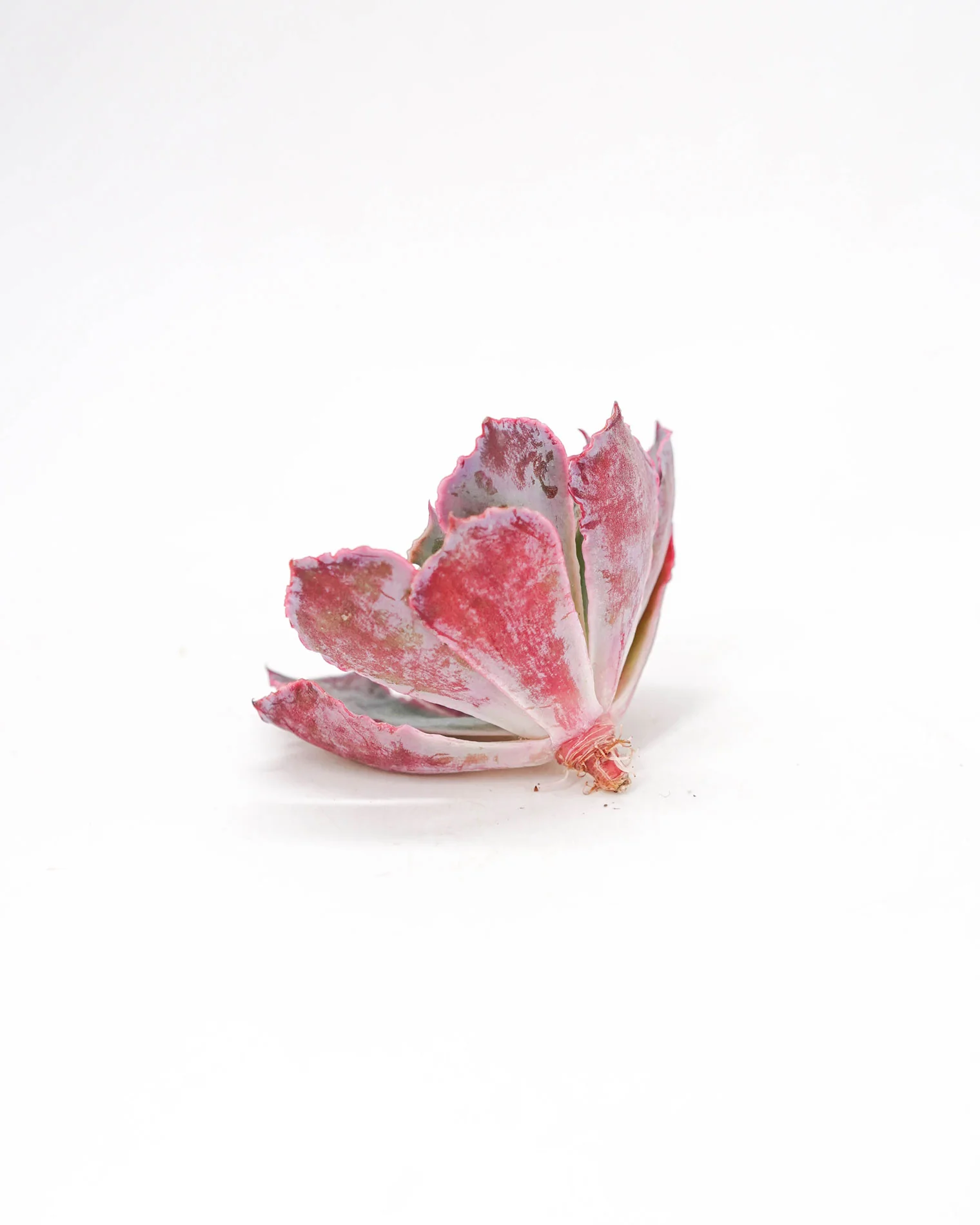 Echeveria Shaviana - Image 2