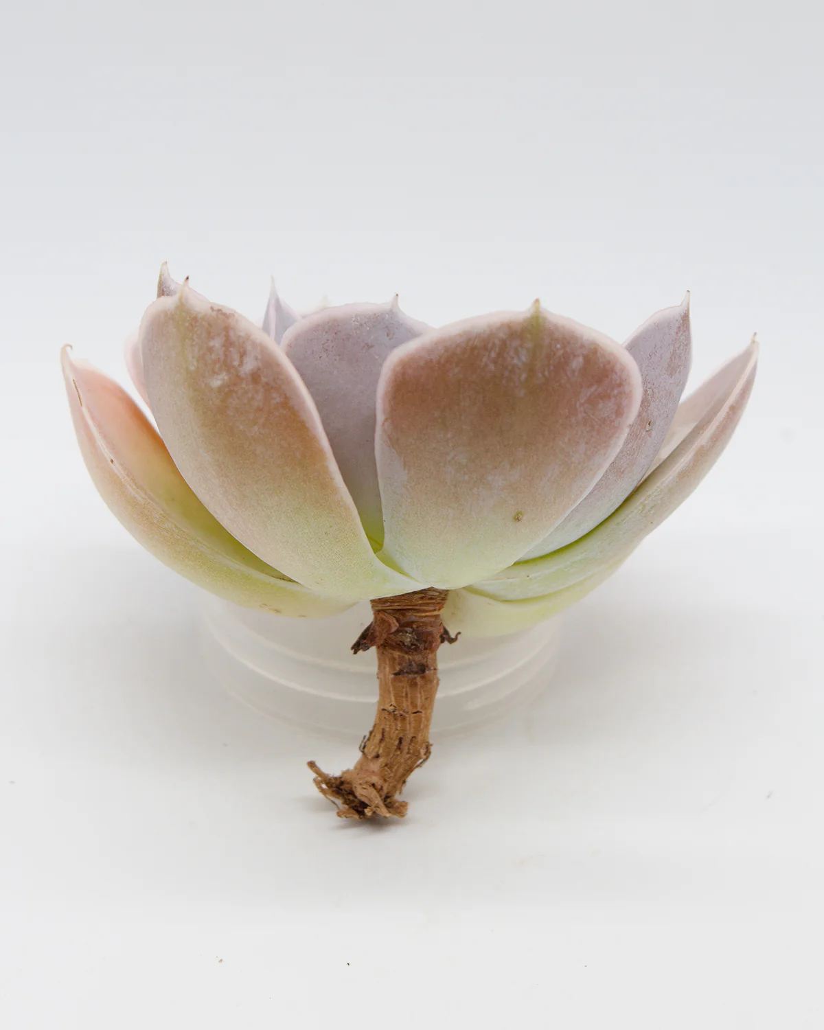 Echeveria Shingiroo - Image 2