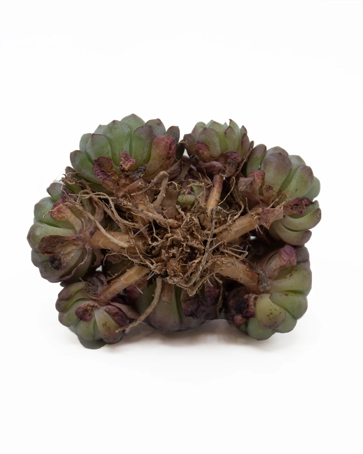 Echeveria Sierra - Image 2