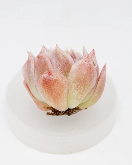 Echeveria Silent Moon - Image 2