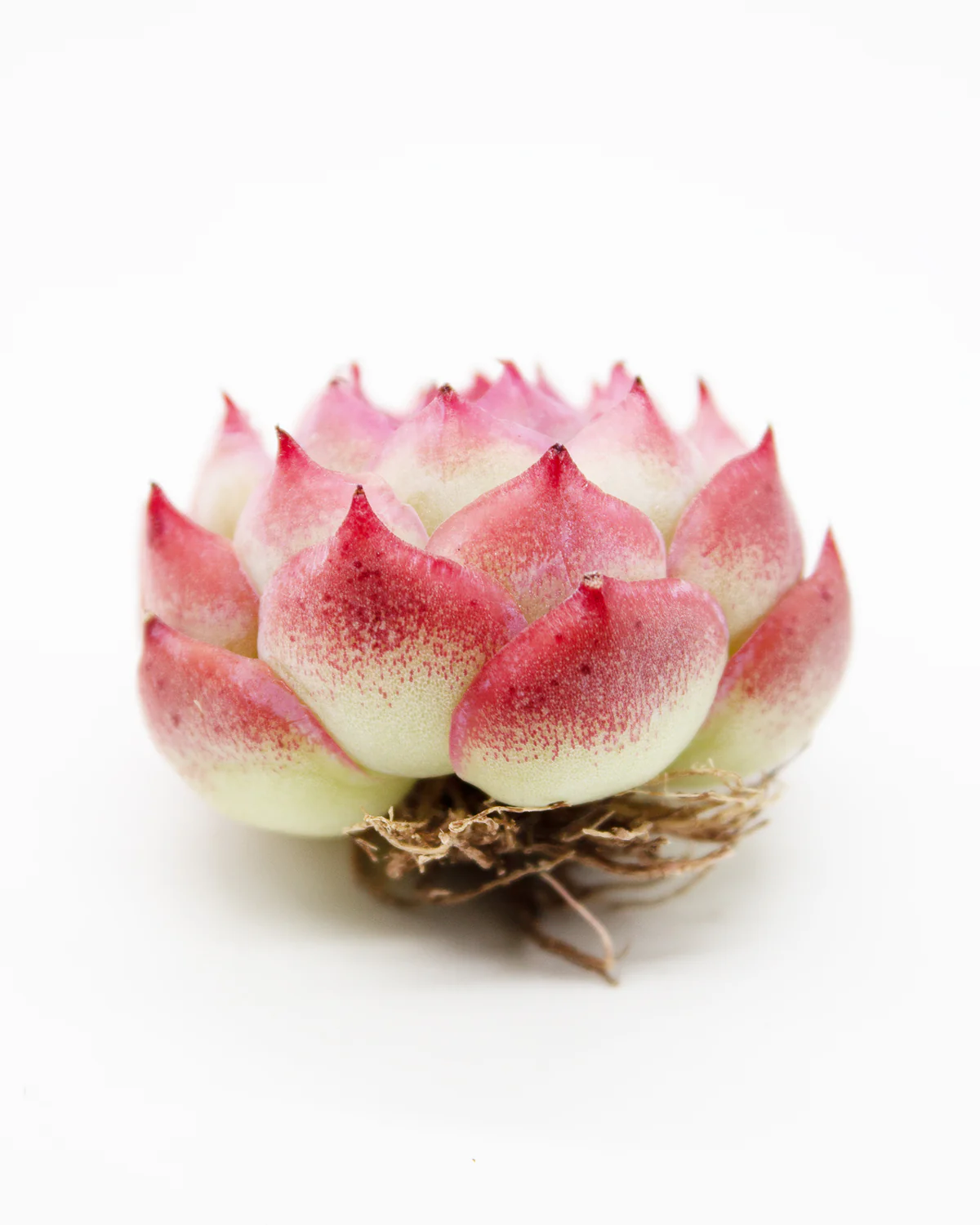 Echeveria Silhouette - Image 4