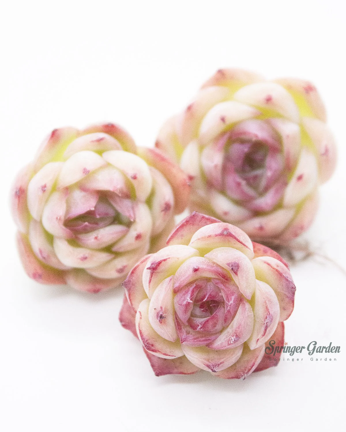 Echeveria Silhouette - Image 7