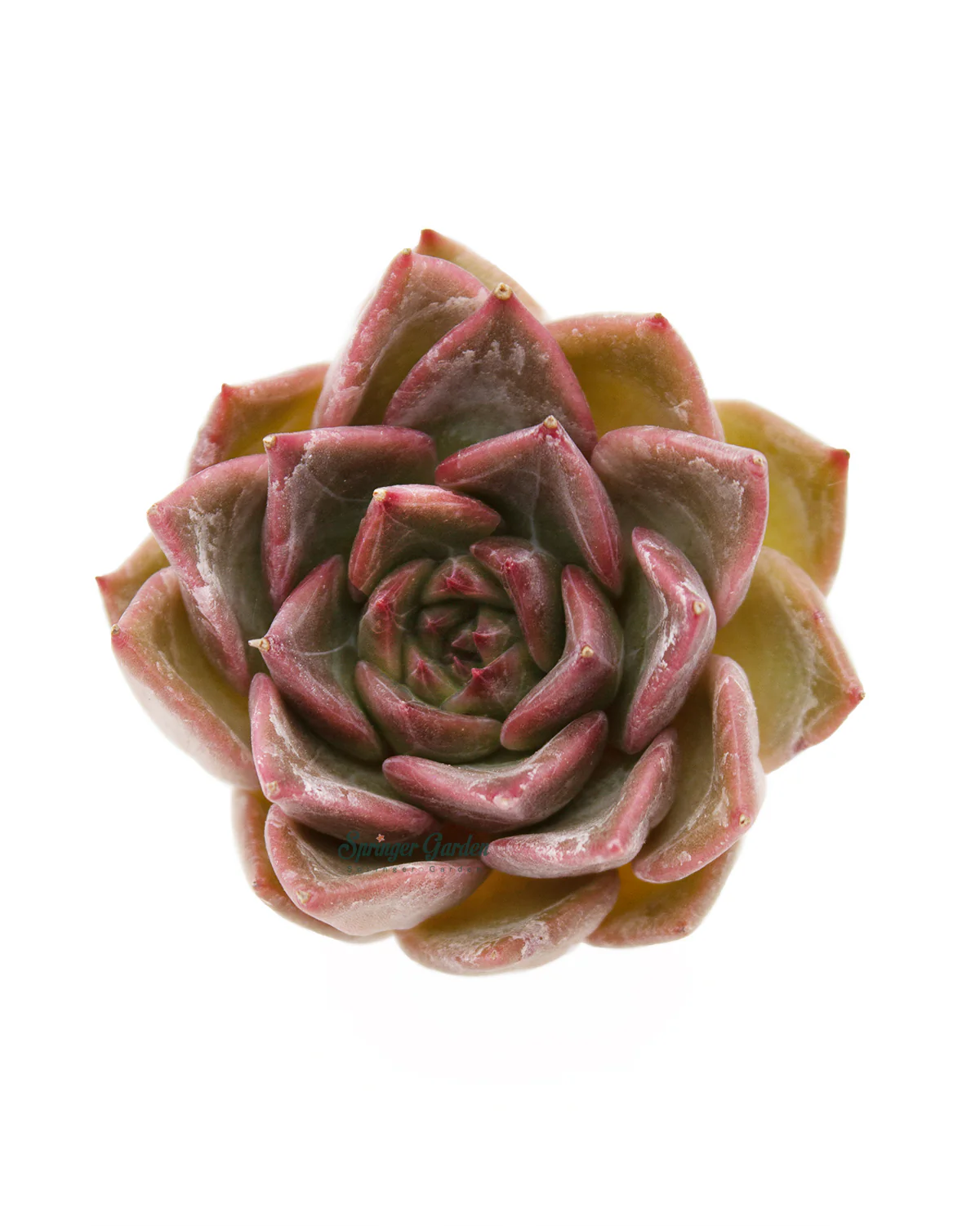 Echeveria 'Silonica'