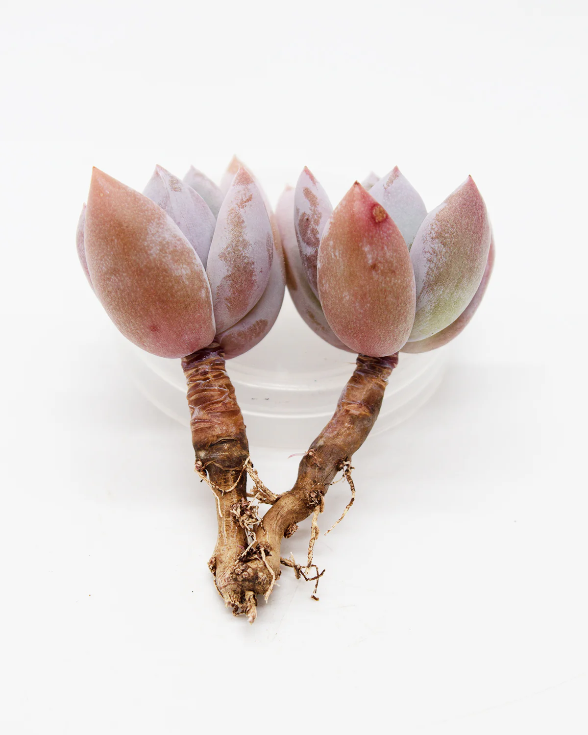 Echeveria Simonoasa - Image 2