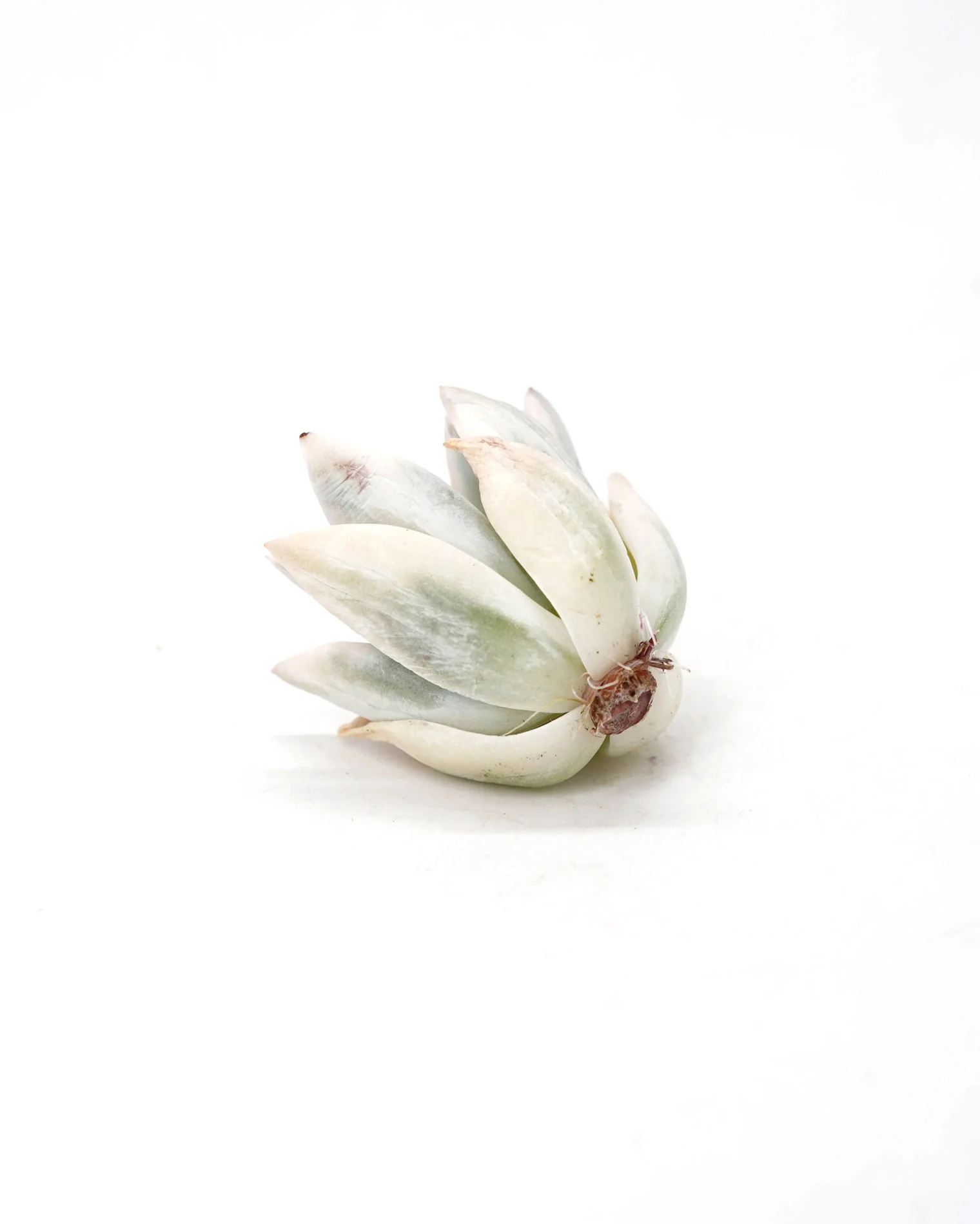 Echeveria Simonoasa var. - Image 2