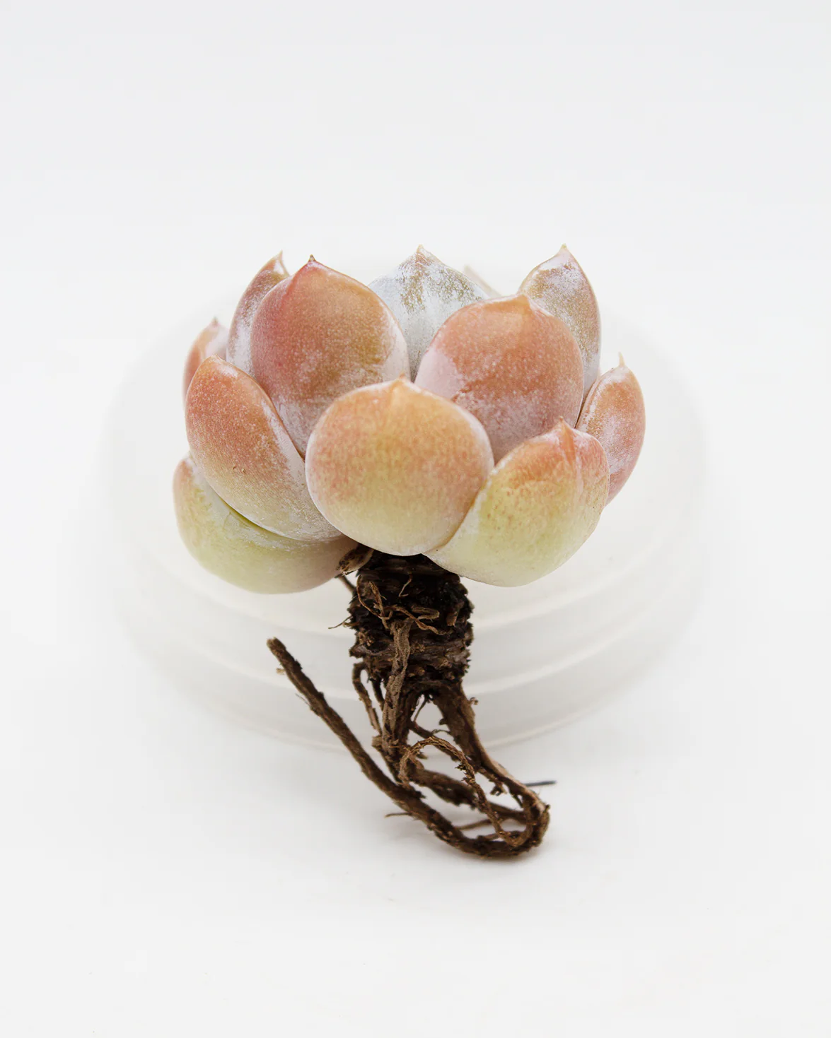 Echeveria Snow Bunny - Image 2