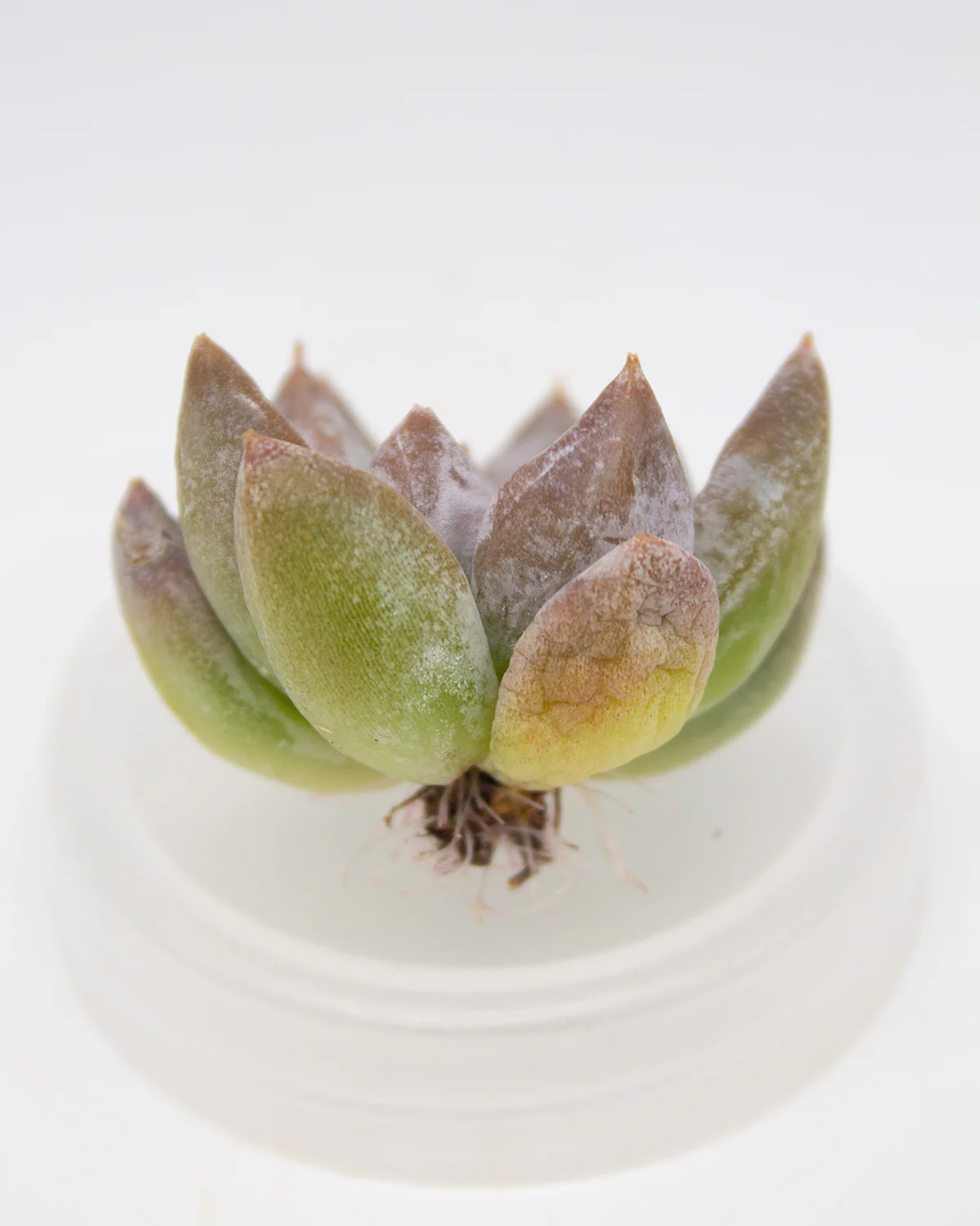 Echeveria Solomon - Image 2