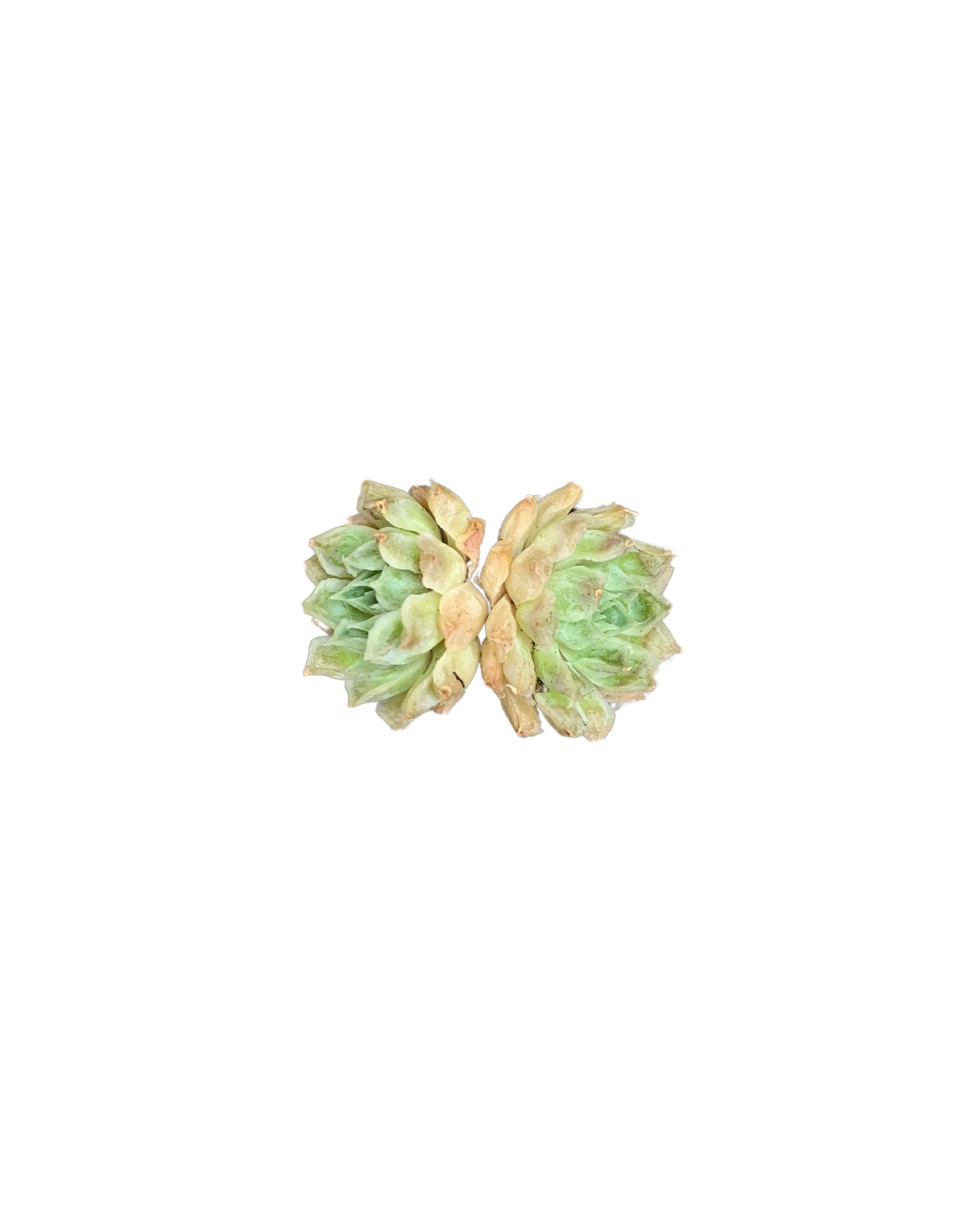 Echeveria Sp Gilo (Two-Head)