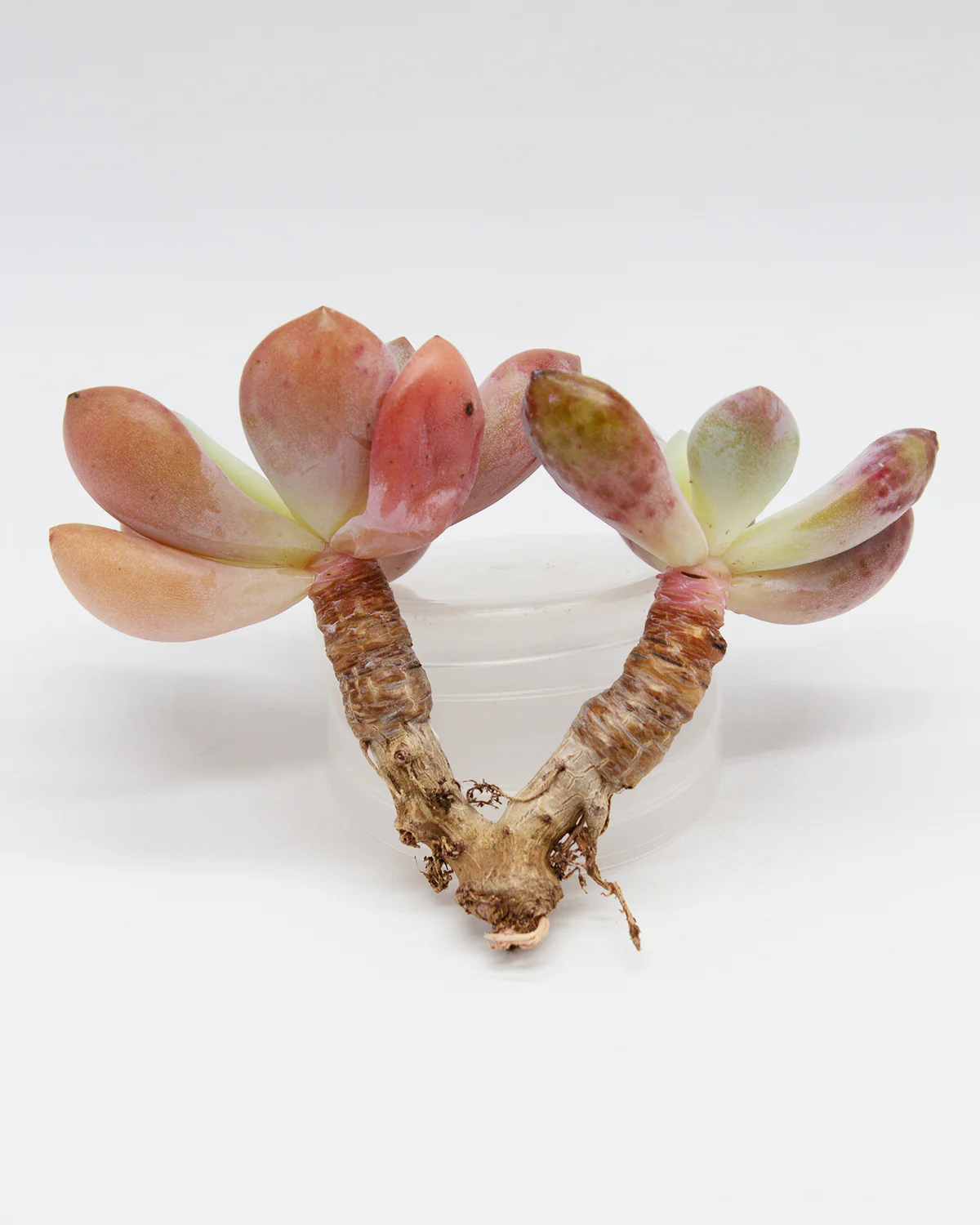 Echeveria Spotted Deer - Image 2