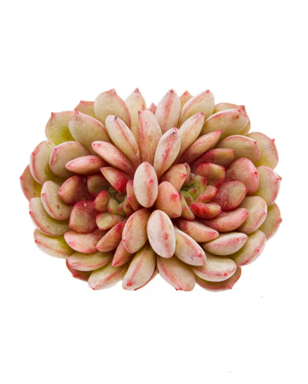 Echeveria Spring Jiao - Image 3