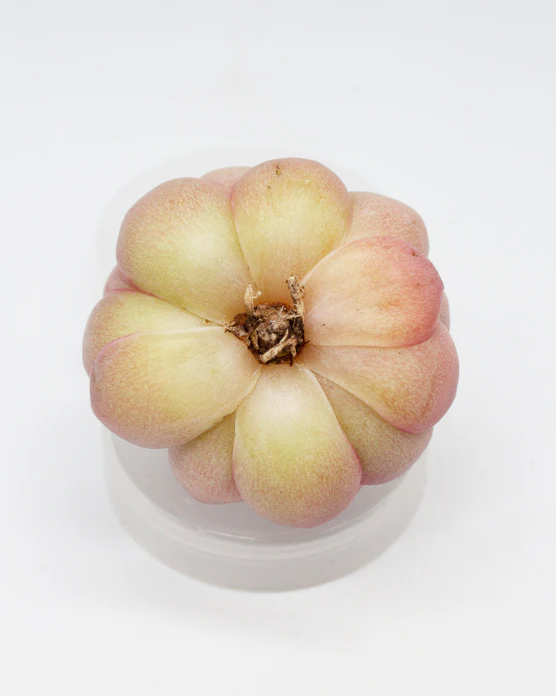 Echeveria Star Rose - Image 2