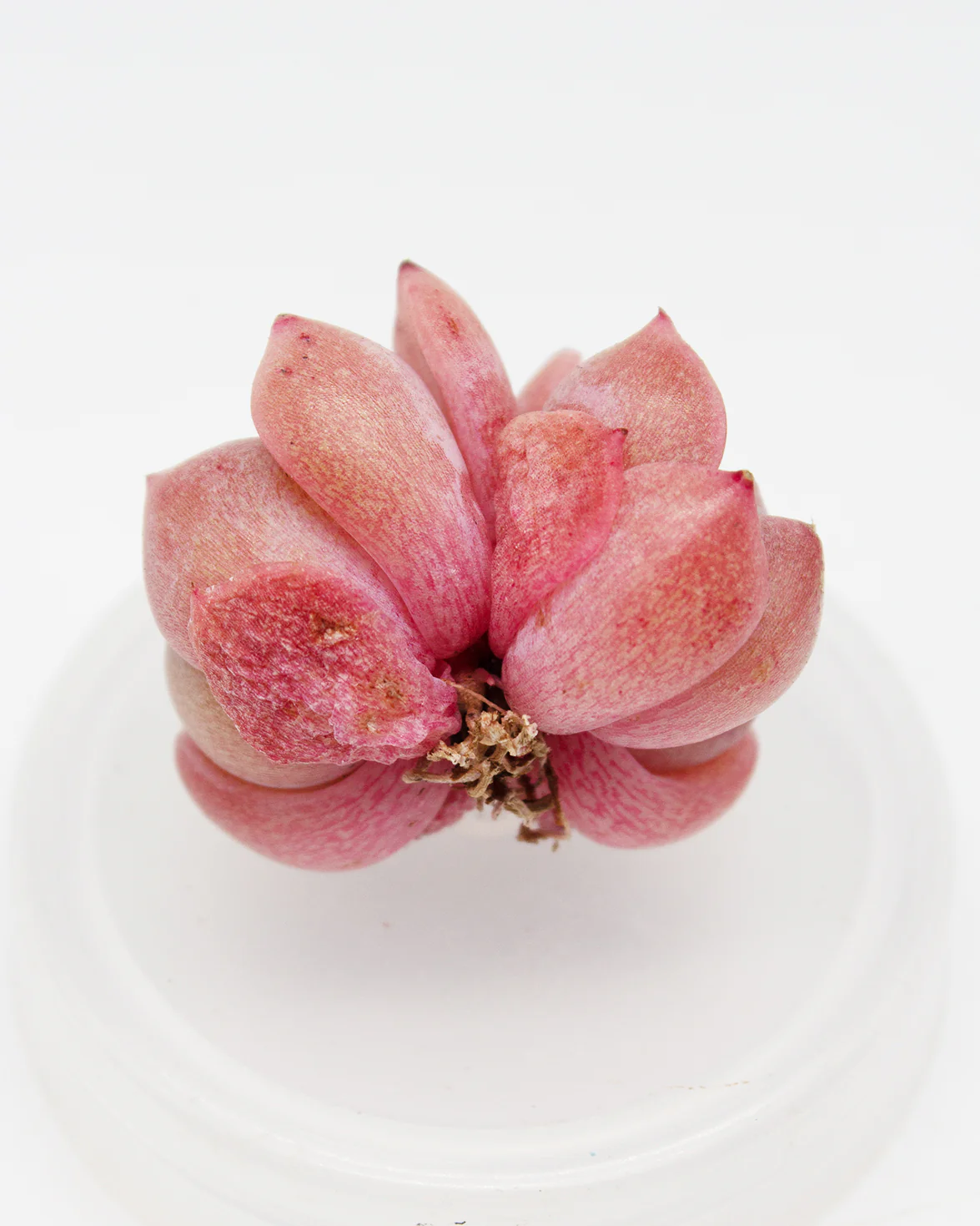 Echeveria Star Fire - Image 2
