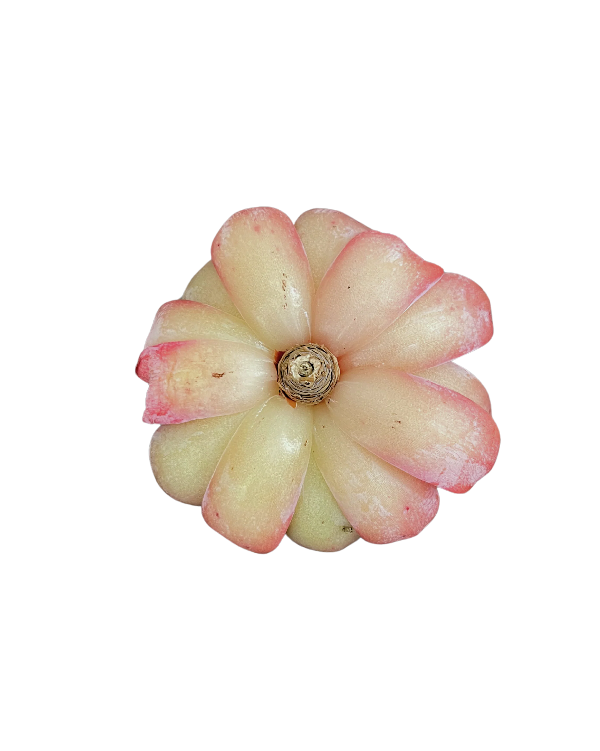 Echeveria Star Mark - Image 2