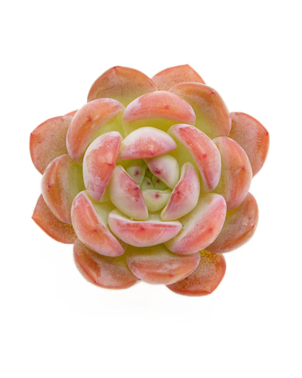 Echeveria Star Mark - Image 3