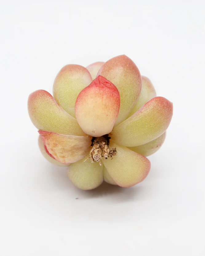 Echeveria Star Mark - Image 4