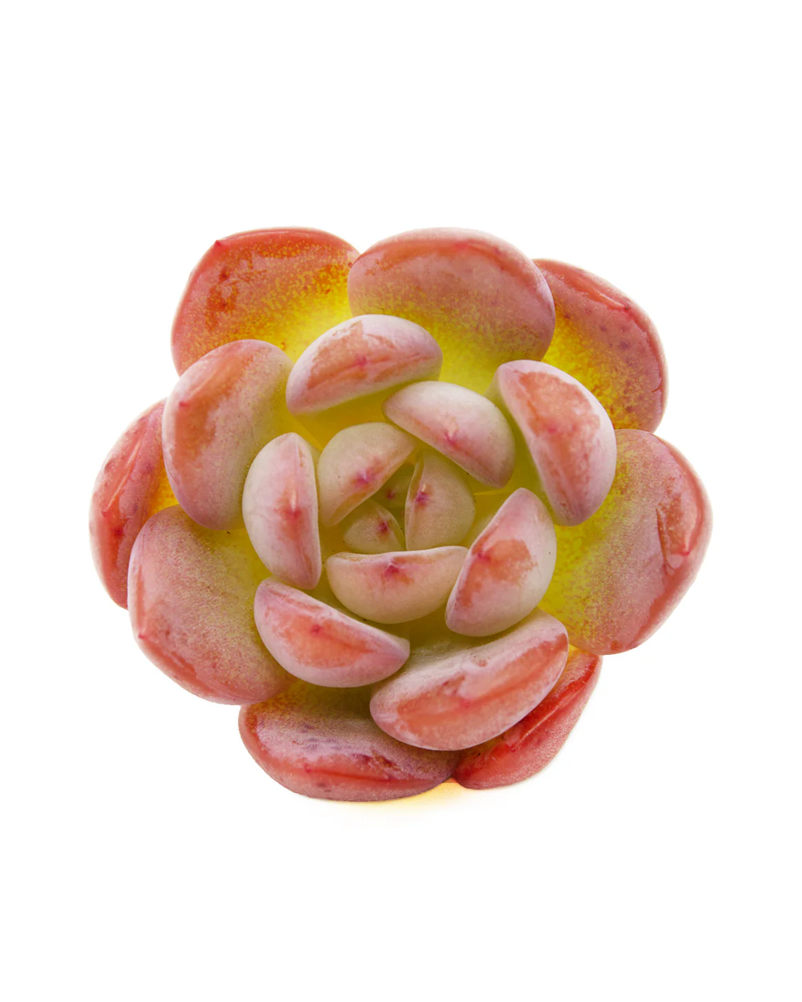 Echeveria Star Mark - Image 5