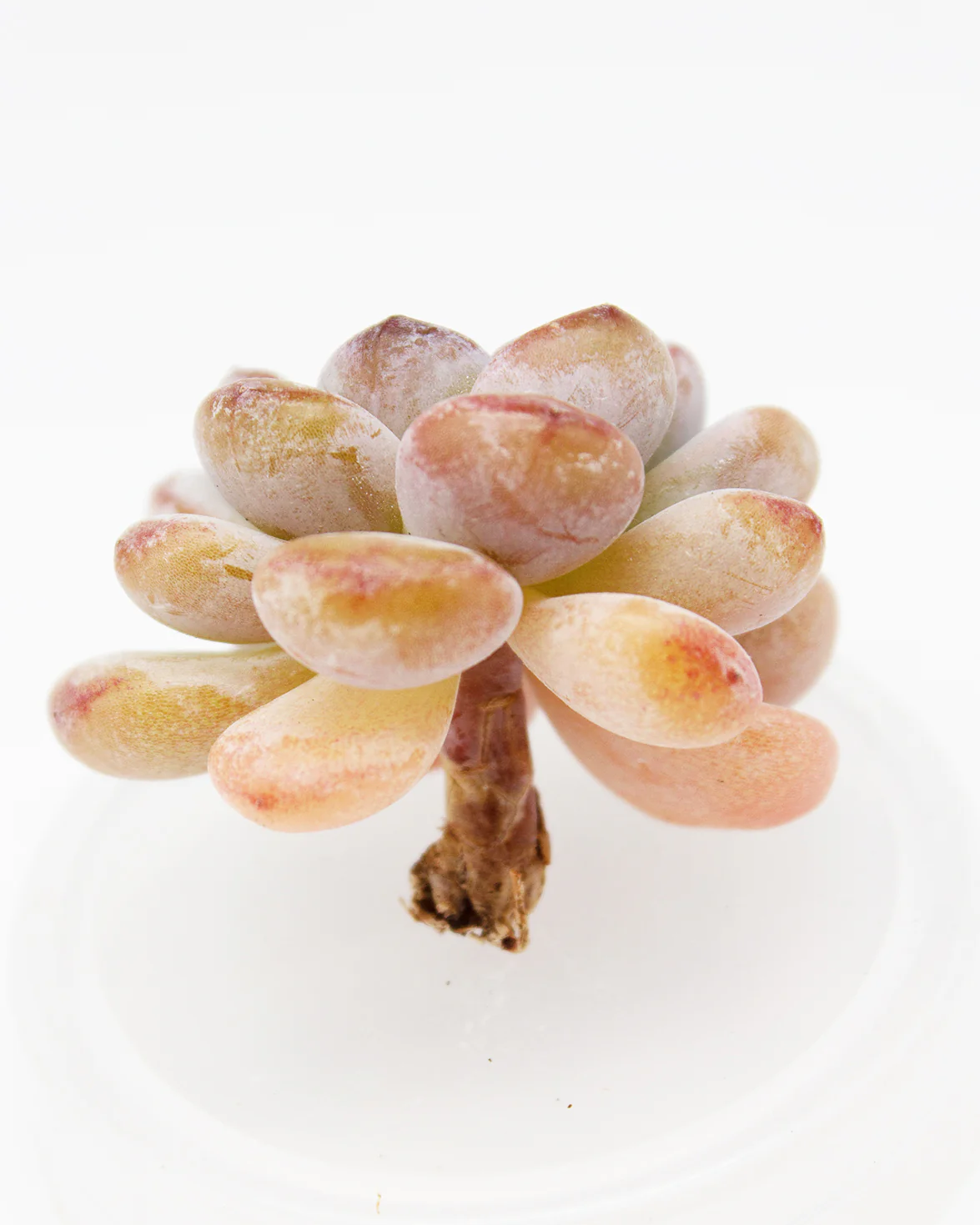 Echeveria Star Snow - Image 4
