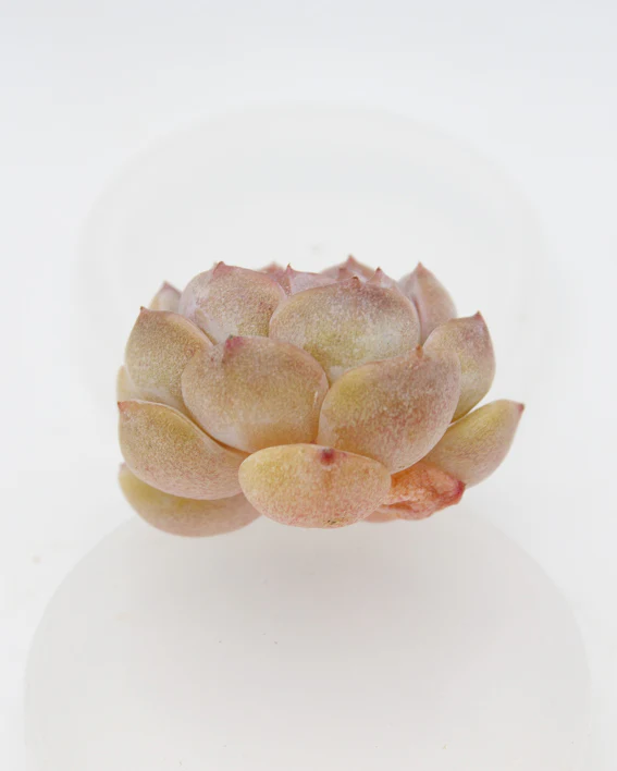 Echeveria Strawberry Macaron - Image 2