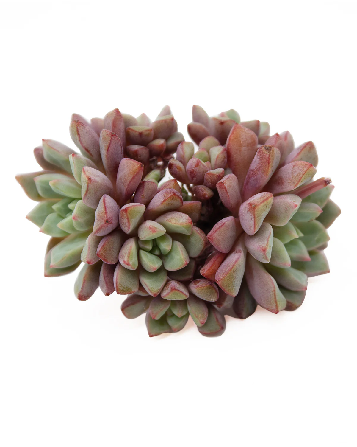 Echeveria Subcorymbosa (Lau 026) - Image 3