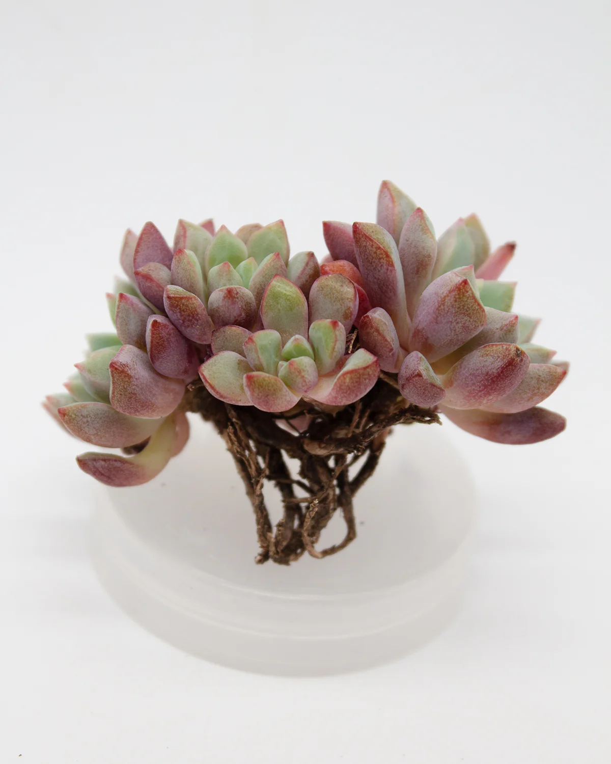Echeveria Subcorymbosa (Lau 026) - Image 4