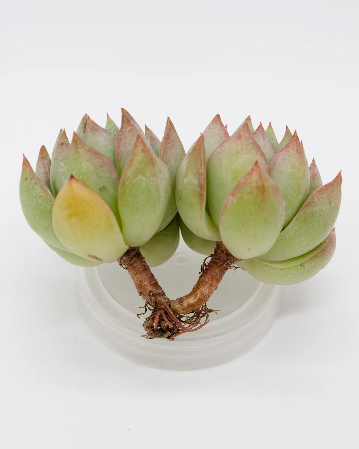 Echeveria Sunrose - Image 2