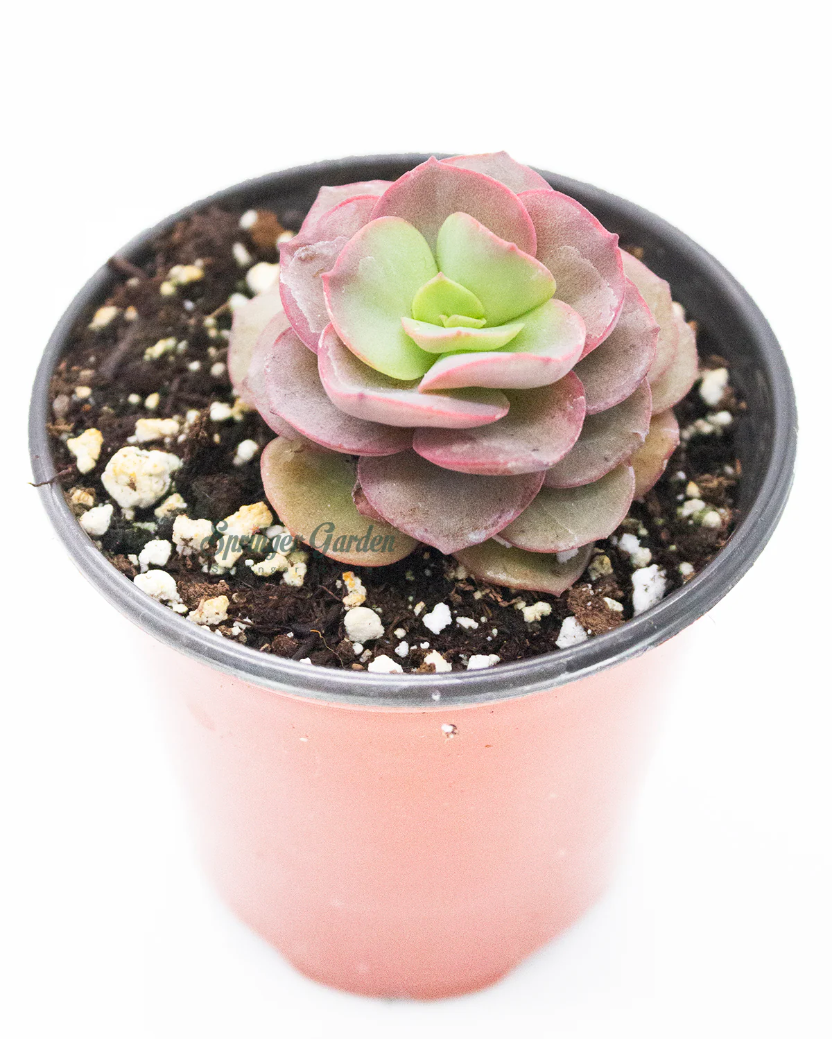 Echeveria Sunyan/Suyon