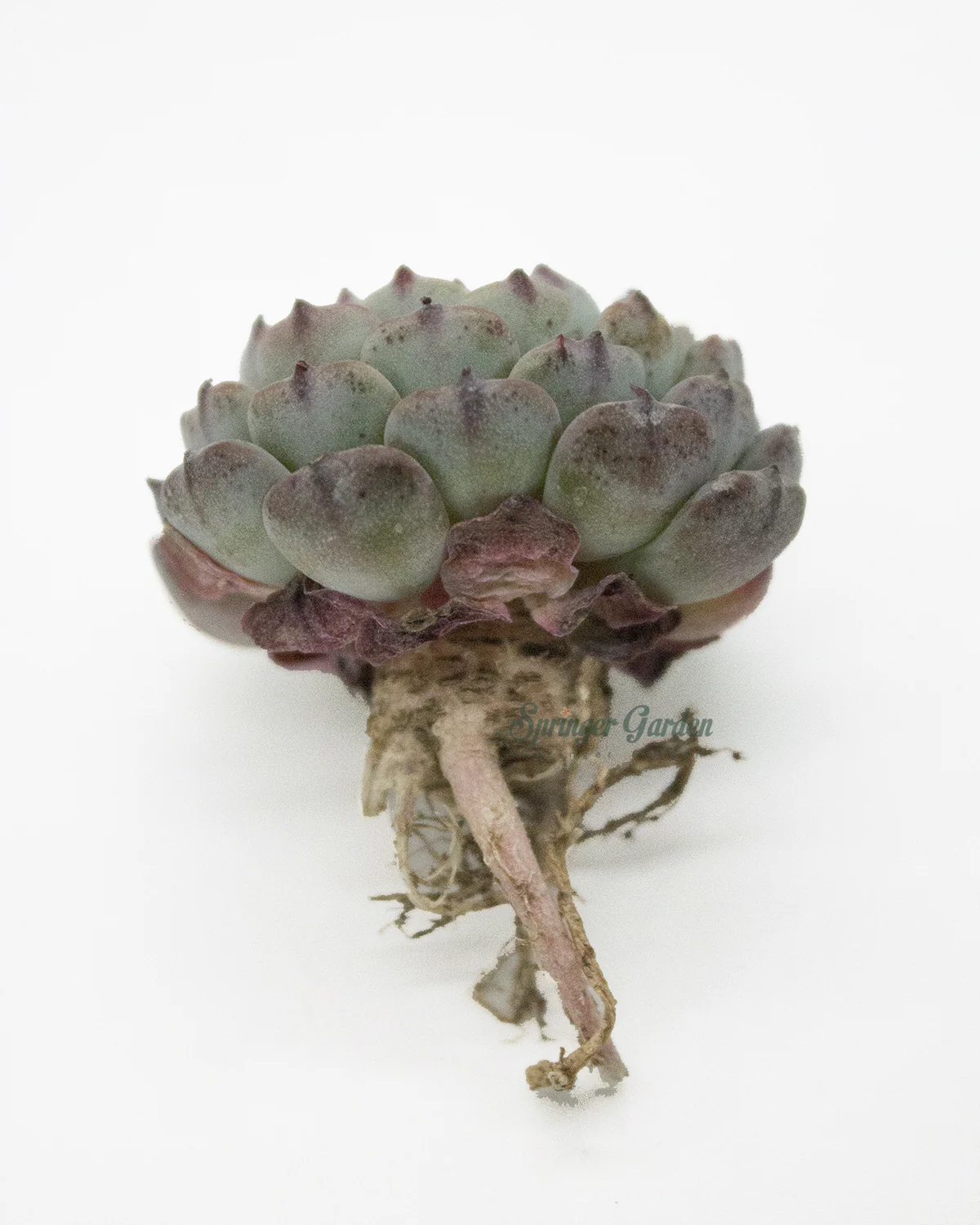 Echeveria Super Minima - Image 2