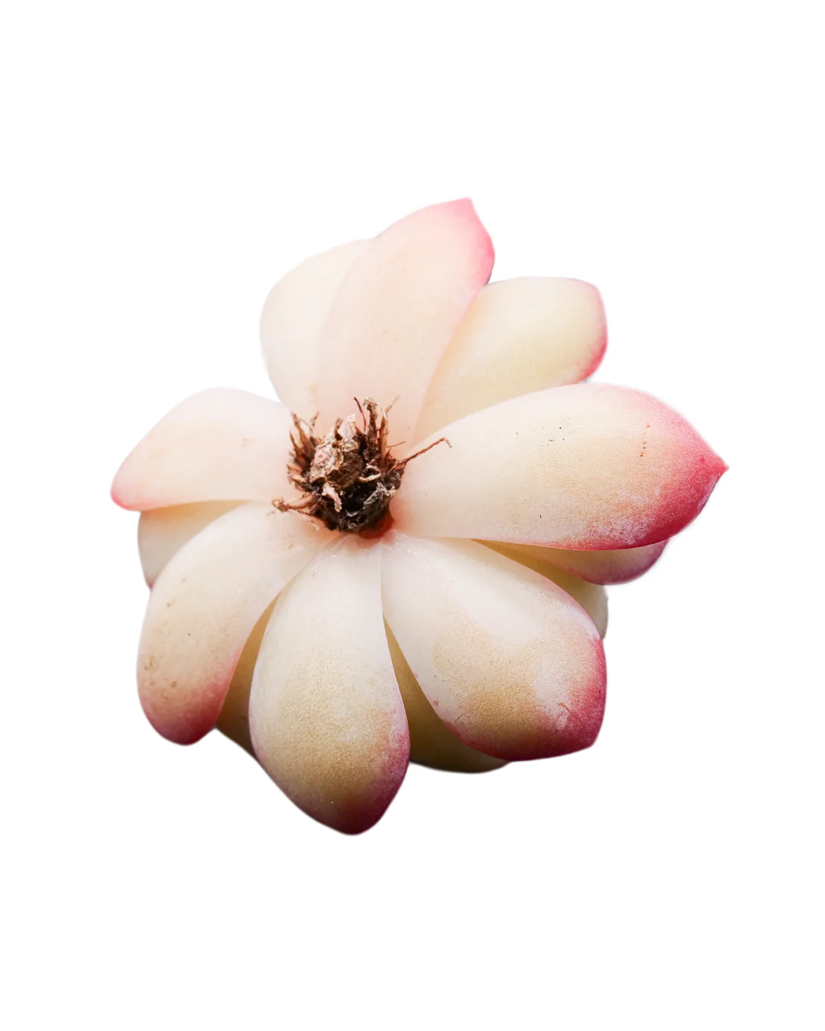 Echeveria Suryeon - Image 3