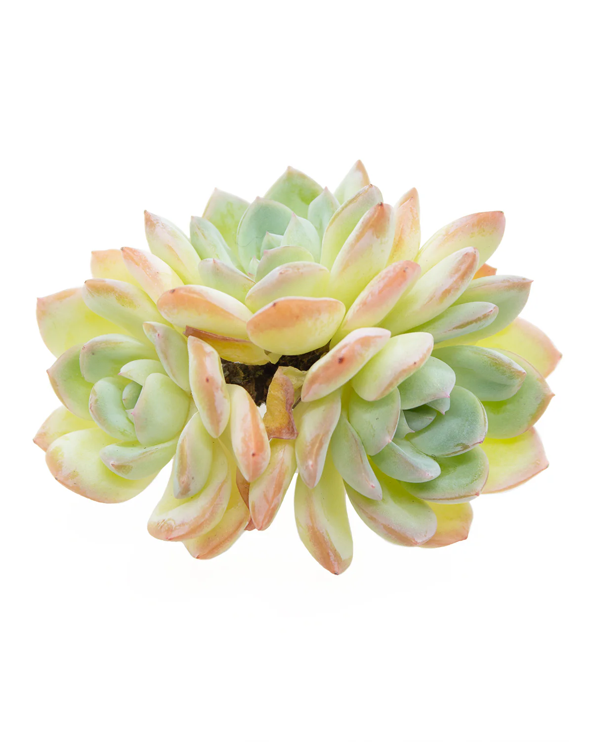 Echeveria Suryeon - Image 7