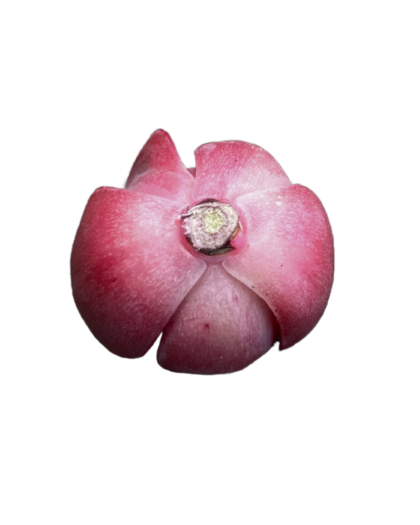 Echeveria Suyon - Image 2