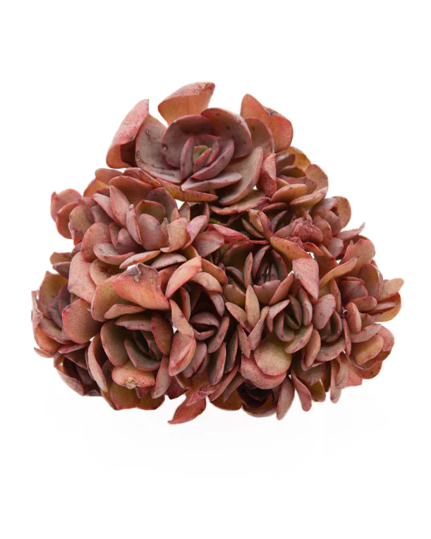Echeveria Suyon - Image 3